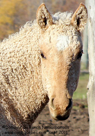 Race : le Curly Bashkir ou Early Curly ou Cheval-Bison Chuman10