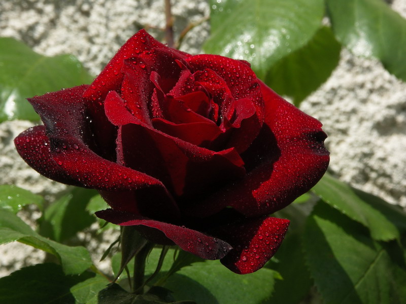 Flore Rose_210