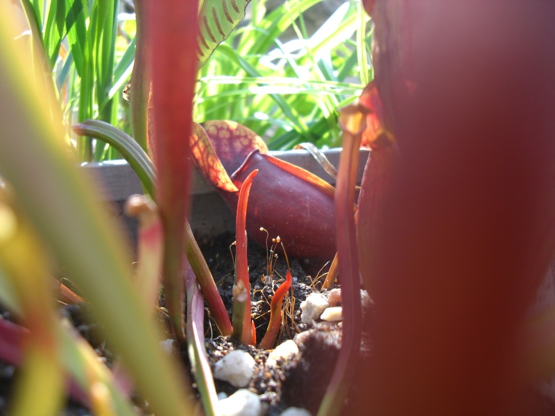 Concour sarracenia Cimg5410