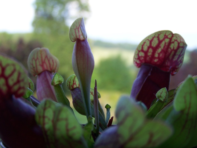 Concour sarracenia - Page 2 01310