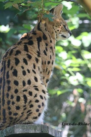 SERVAL - Leptailurus serval Img_9010