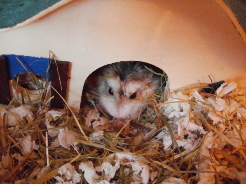Hamsters de Roborovski à adopter :) P9290011