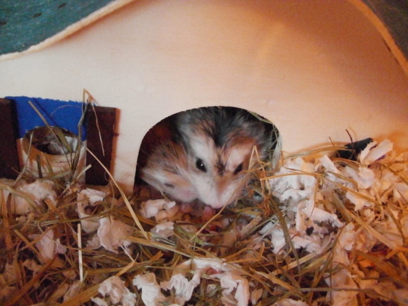 Hamsters de Roborovski à adopter :) P9290012