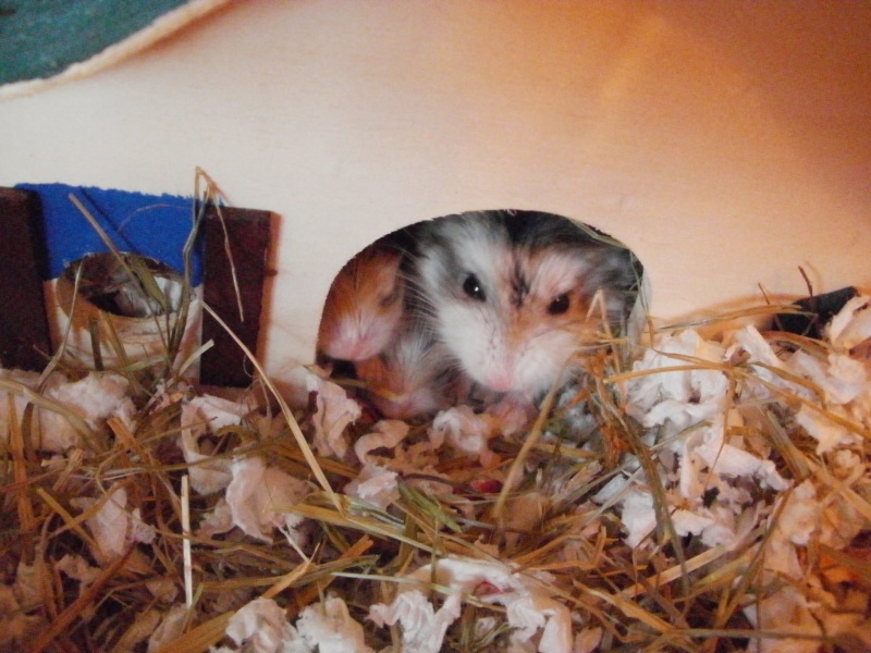 Hamsters de Roborovski à adopter :) P9290013