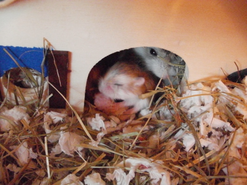 Hamsters de Roborovski à adopter :) P9290014