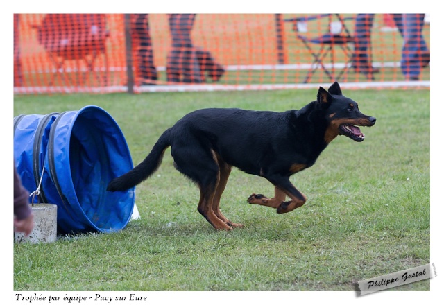 Uxane en agility 386-2010