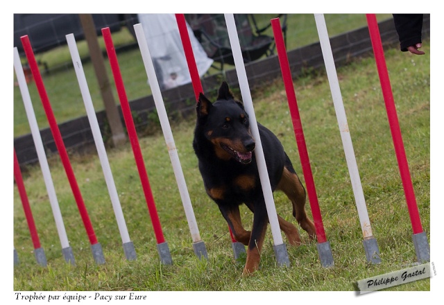 Uxane en agility 388-2010