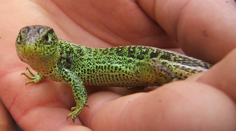 ballades naturalistes Lezard10