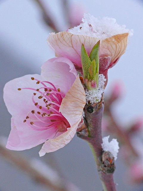 Petites fleurs sous la neige 2008-141