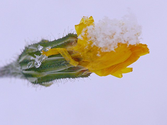 Petites fleurs sous la neige 2008-142