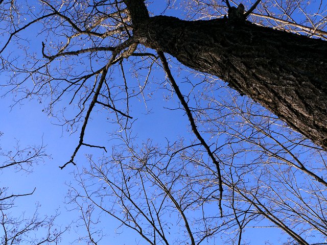 Le ciel dans les branches 2008-149