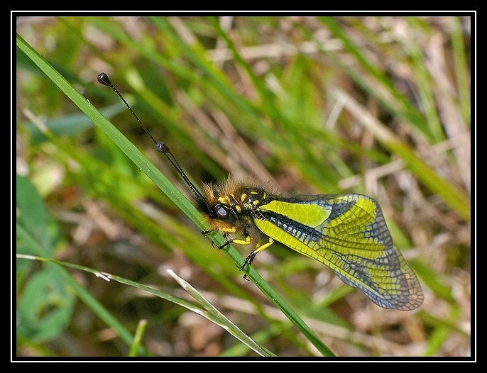 Papillon jaune (non Névroptère !) 2008-306