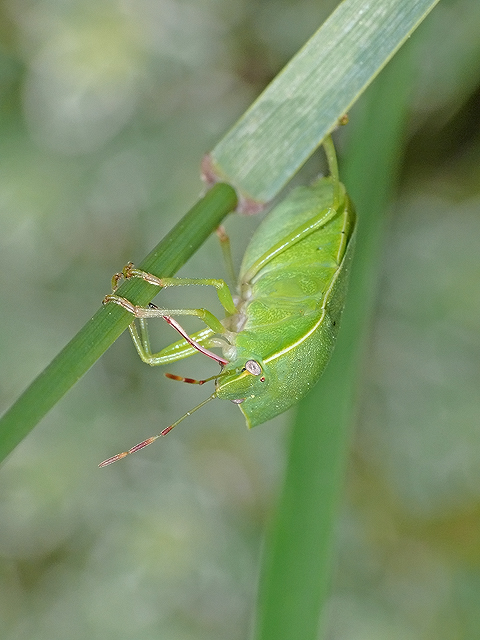 Insectes (toujours) 2008-318