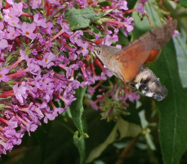 Sphinx-Colibri (+au 14/07 ajouts) 2008-460