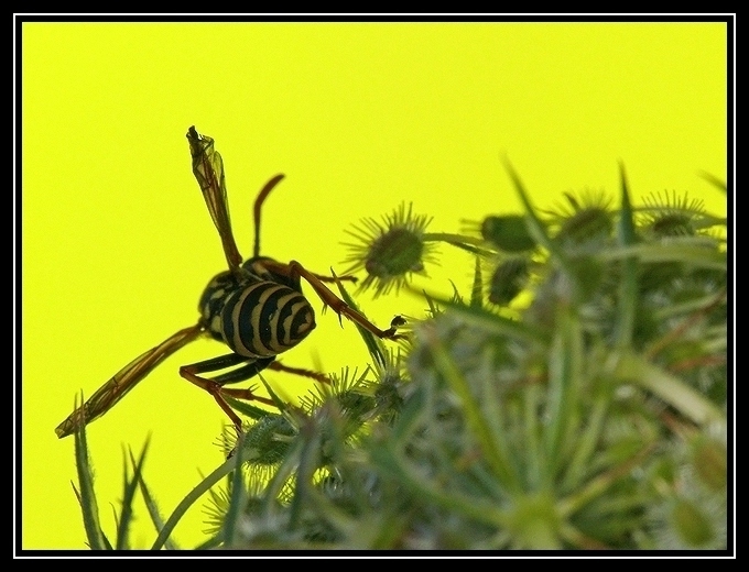 Allez, encore une série d'insectes ! 2008-523