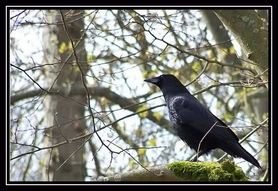 The crow Corbea10