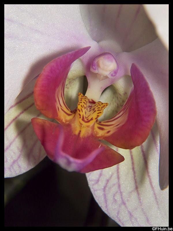 Orchidée Orchid10