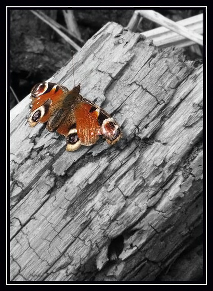 Petit papillon Papill10