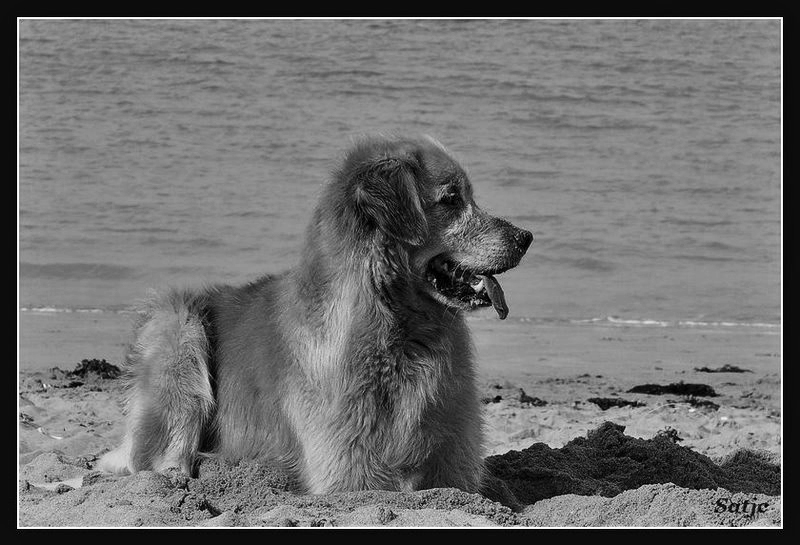 Vicky à Oleron (MAJ le 15/08/2008) Satjc10