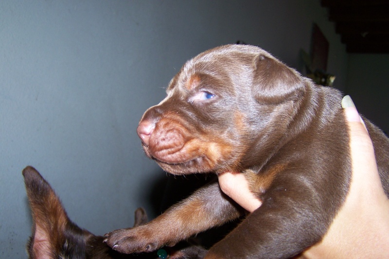 Chiots Dobermanns LOF Forever Star : Esmir del Grafixa x Betelges Simon - Page 8 100_3611