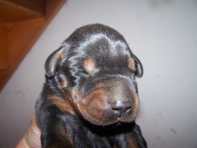 Dobermanns LOF "Forever Star" : Moonflower x Simon - Page 16 100_3811