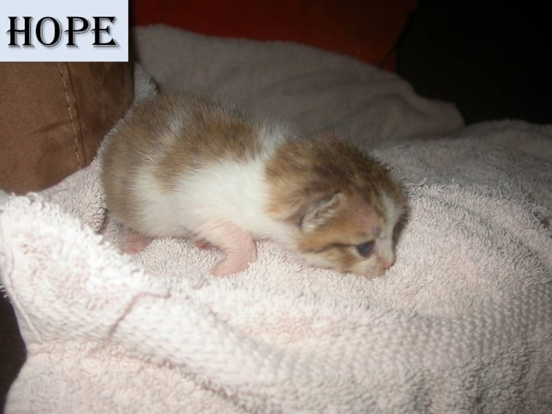 Suivi de la portée des 7 chatons nés le 10/04/2012 Diapos51