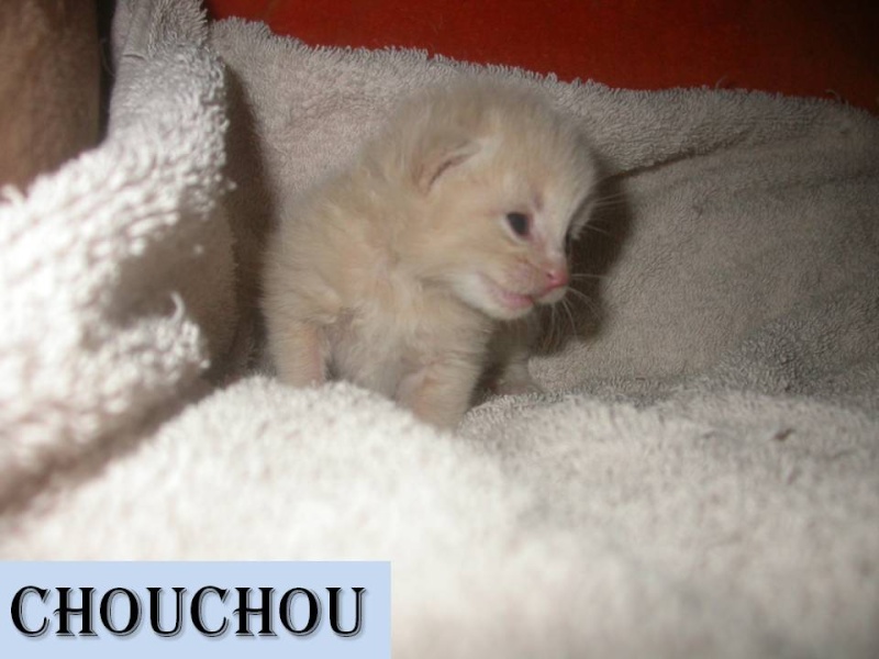Suivi de la portée des 7 chatons nés le 10/04/2012 Diapos54