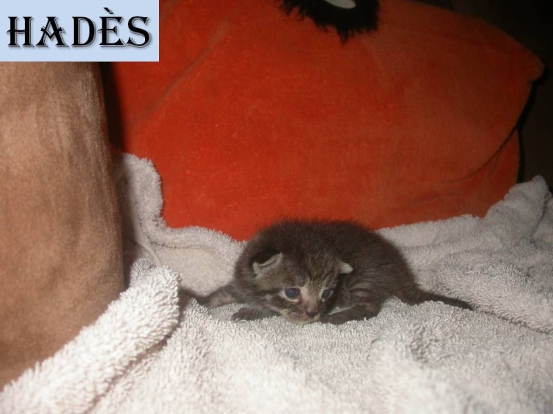 Suivi de la portée des 7 chatons nés le 10/04/2012 Diapos56