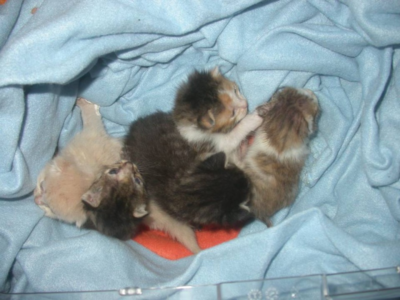 Suivi de la portée des 7 chatons nés le 10/04/2012 Groupe10