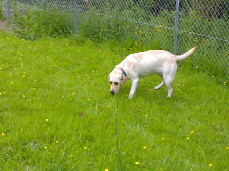 BOUBOULE labrador sable de 2 ANS Photo511