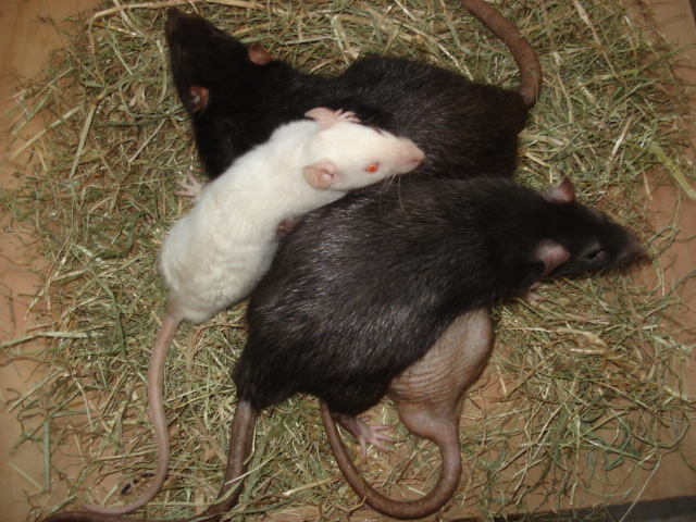 J'aime pas les rats noir Dsc06614