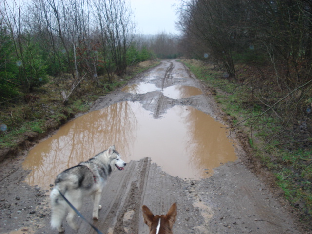 Pluie, boue et beauté! Dsc06921