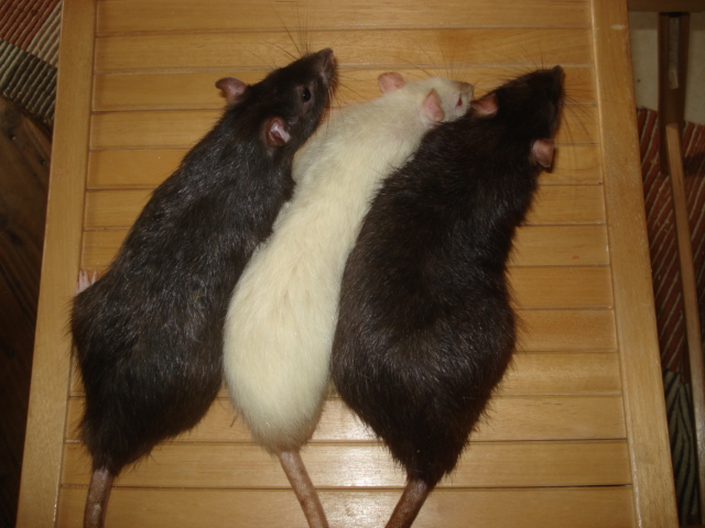 Taille rat adulte Dsc08328