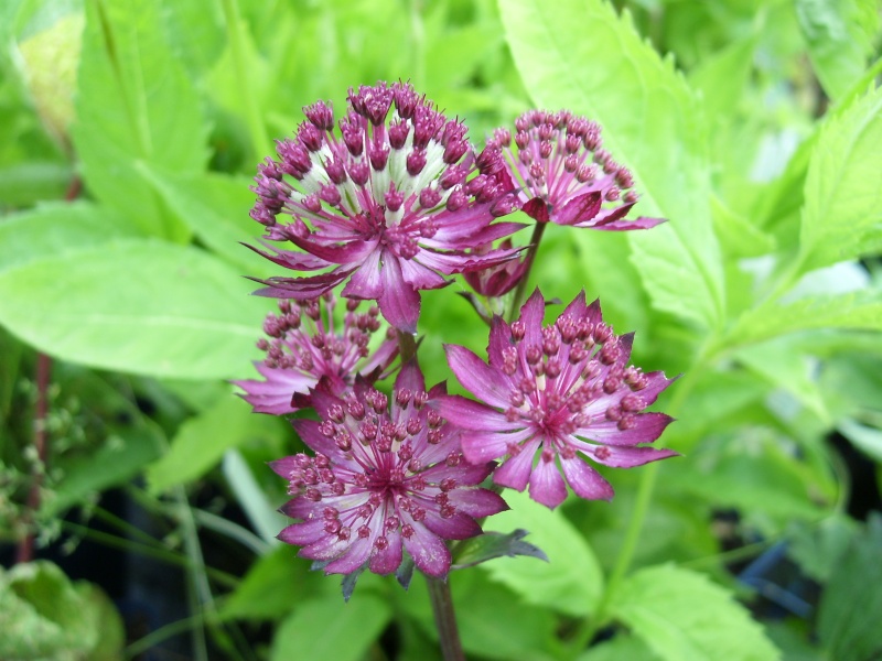 Les astrantia major entament leurs jolies floraisons! Astran11