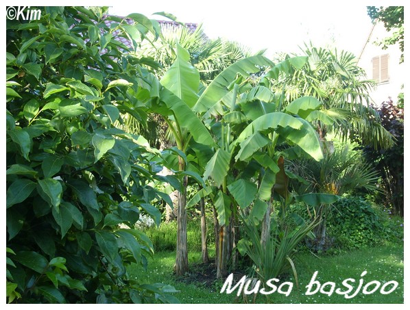 Visite chez un passionné de palmiers! Musa_b11