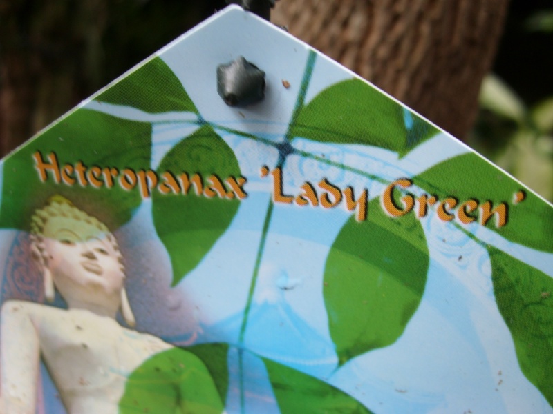 Heteropanax sinensis 'Lady Green' Sl273626