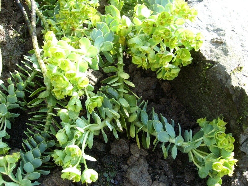 Euphorbia myrsinites (Euphorbe de Corse) Sl274010
