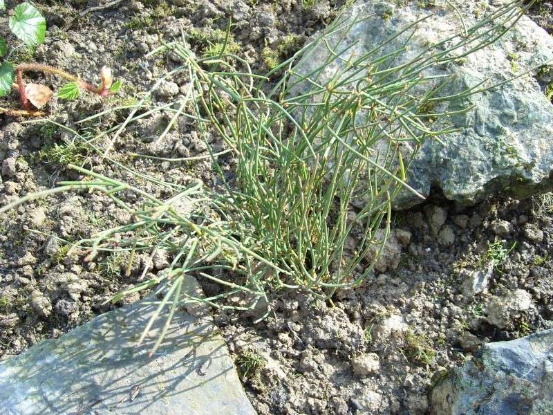 Ephedra distachya (Ephèdre commune, herbe aux jointures, raisin de mer) Sl274012