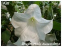Brugmansia suaveolens ( Fiche ) Brugma10