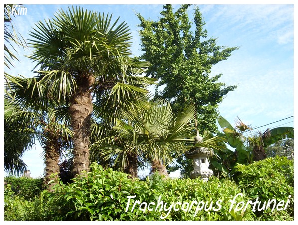 Visite chez un passionné de palmiers! Trachy10