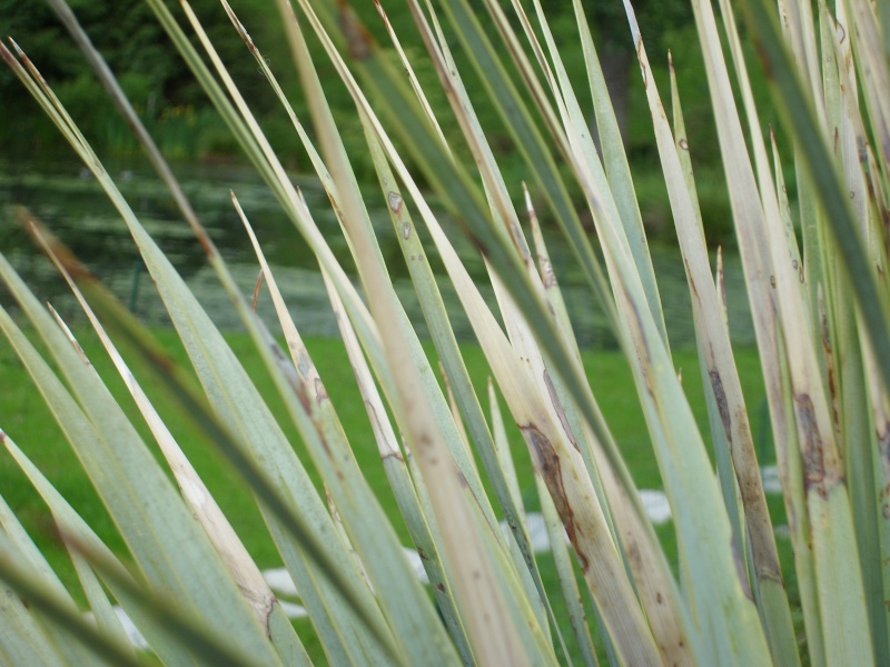 Votre avis sur notre yucca rostrata, svp. Yr10