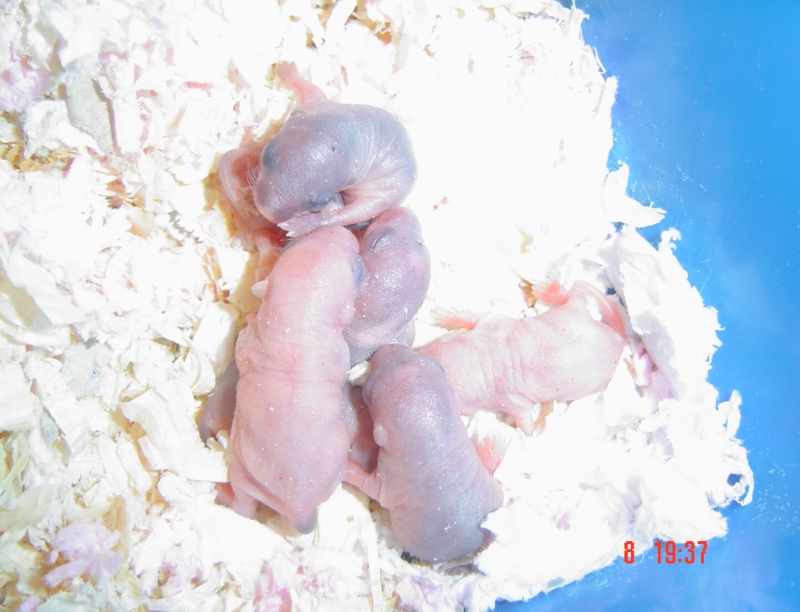 naissance de bbs gerbilles Dsc03333