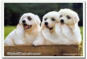 Funny Dogs 2!! Funny_44