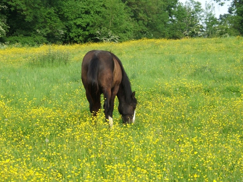 ce matin, 08h30, au pré... Dscf5518