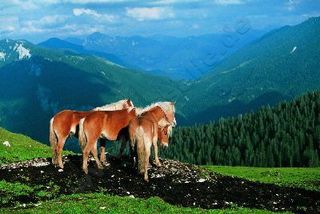 Haflinger 18-710