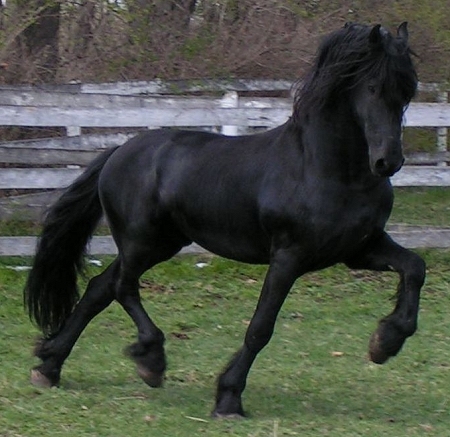 frizijski konji Baron410