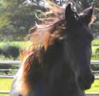 Frizijski konj Friesi15