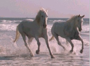 Konji na plai Horser10