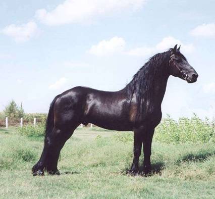 Frizijski konj Image010