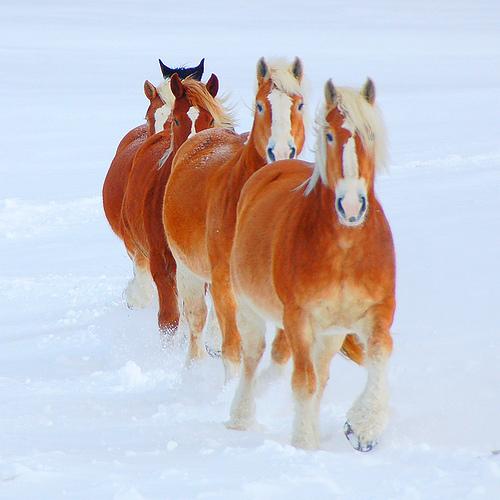 Haflinger Jedanz10